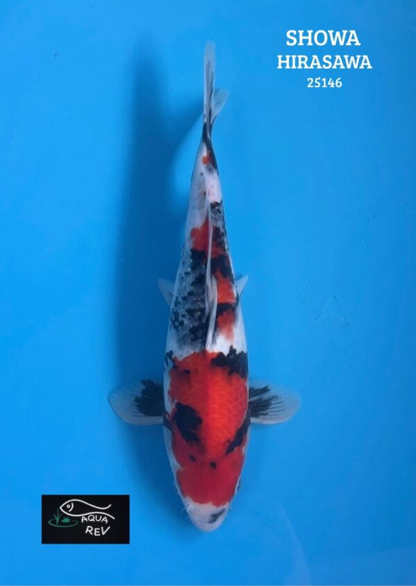 Carpe Koi Showa - Hirasawa