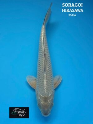 Carpe Koi Soragoi - Hirasawa