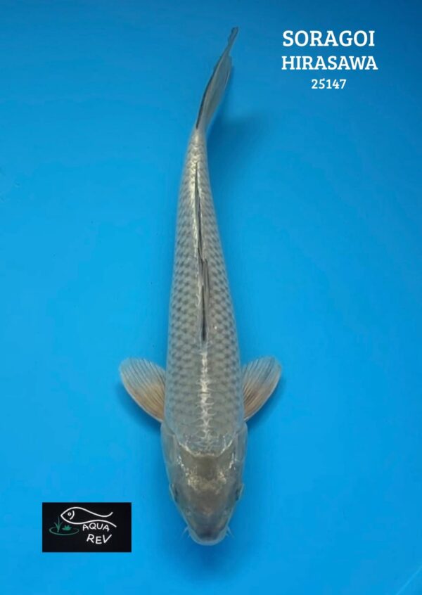 25147 Carpe Koi Soragoi - Hirasawa