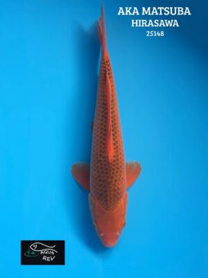 Carpe Koi Aka Matsuba - Hirasawa