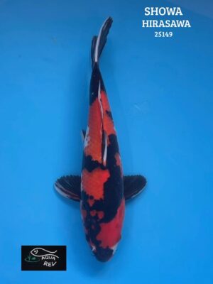 25149 Carpe Koi Showa - Hirasawa