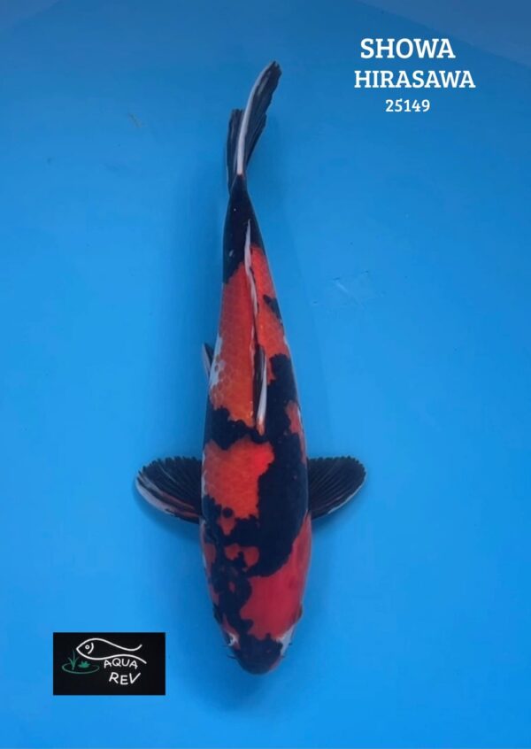 Carpe Koi Showa - Hirasawa