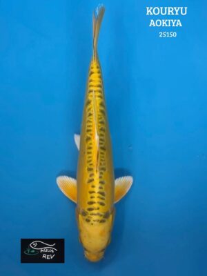 Carpe Koi Kouryu  - Aokiya