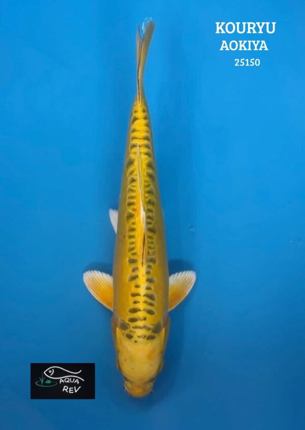 Carpe Koi Kouryu  - Aokiya