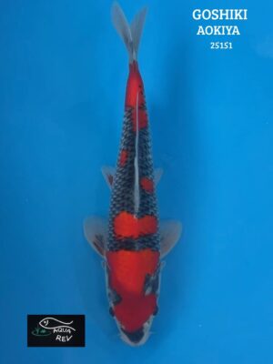 Carpe Koi Goshiki - Aokiya