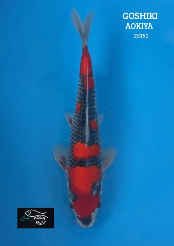 25151 Carpe Koi Goshiki - Aokiya