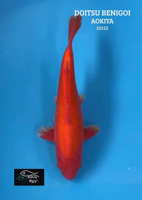 Carpe Koi Benigoi Doitsu - Aokiya
