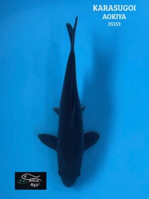 Carpe Koi Karasugoi Wagoi - Aokiya