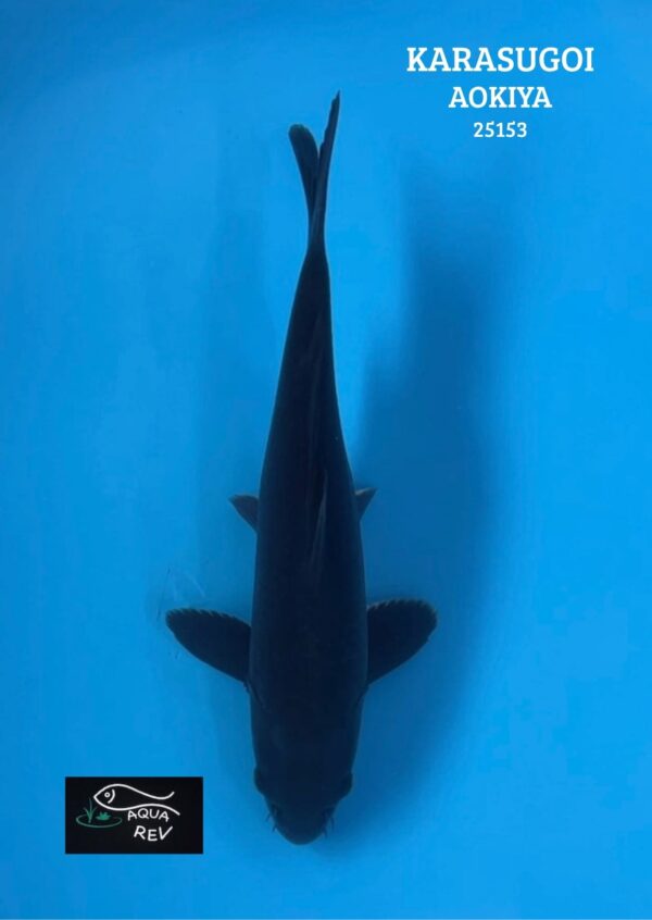 Carpe Koi Karasugoi Wagoi - Aokiya