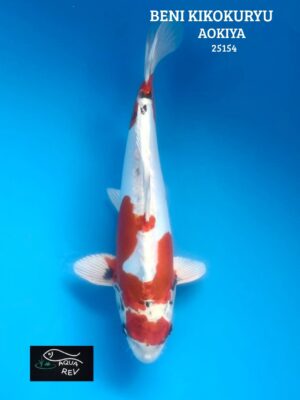 Carpe Koi Beni Kikokuryu  - Aokiya