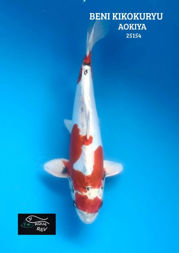 Carpe Koi Beni Kikokuryu  - Aokiya