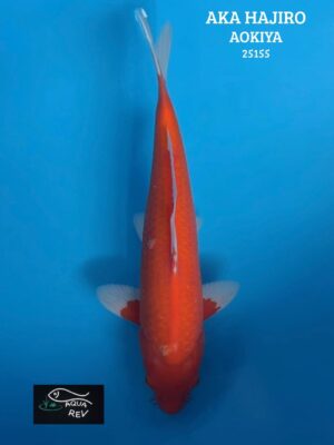 Carpe Koi Aka Hajiro - Aokiya