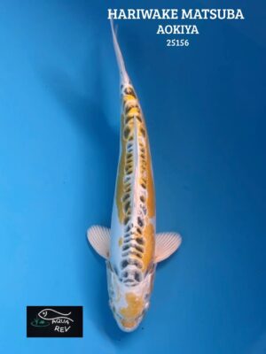 Carpe Koi Hariwake Matsuba - Aokiya