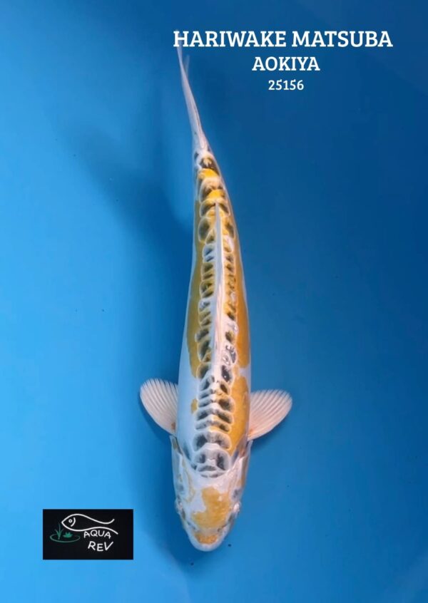 Carpe Koi Hariwake Matsuba - Aokiya