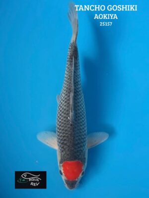 Carpe Koi Tancho Goshiki - Aokiya