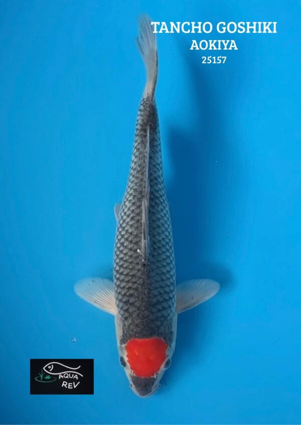 Carpe Koi Tancho Goshiki - Aokiya