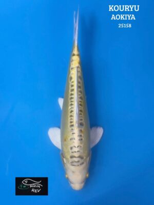 Carpe Koi Kouryu - Aokiya