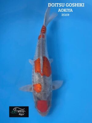 Carpe Koi Goshiki Doitsu - Aokiya