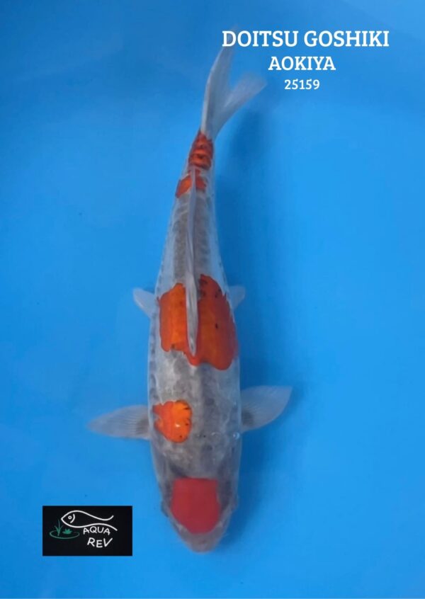 25159 Carpe Koi Goshiki Doitsu - Aokiya