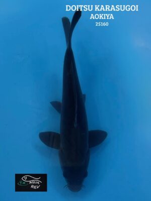 Carpe Koi Karasugoi Doitsu - Aokiya