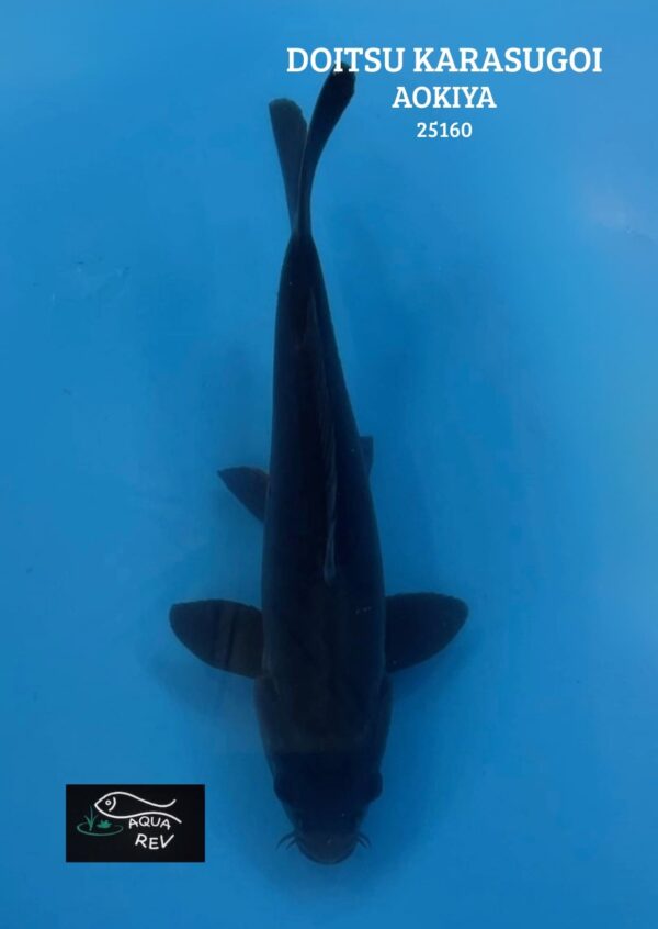 Carpe Koi Karasugoi Doitsu - Aokiya