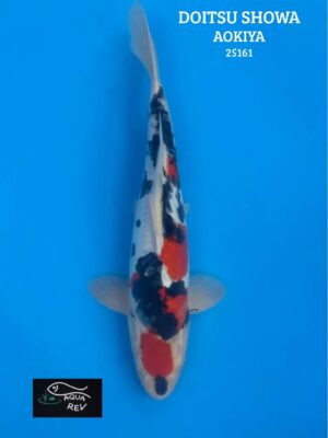 Carpe Koi Showa Doitsu - Aokiya