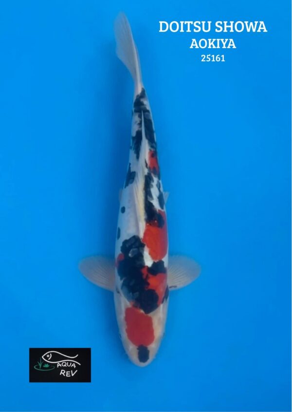 Carpe Koi Showa Doitsu - Aokiya