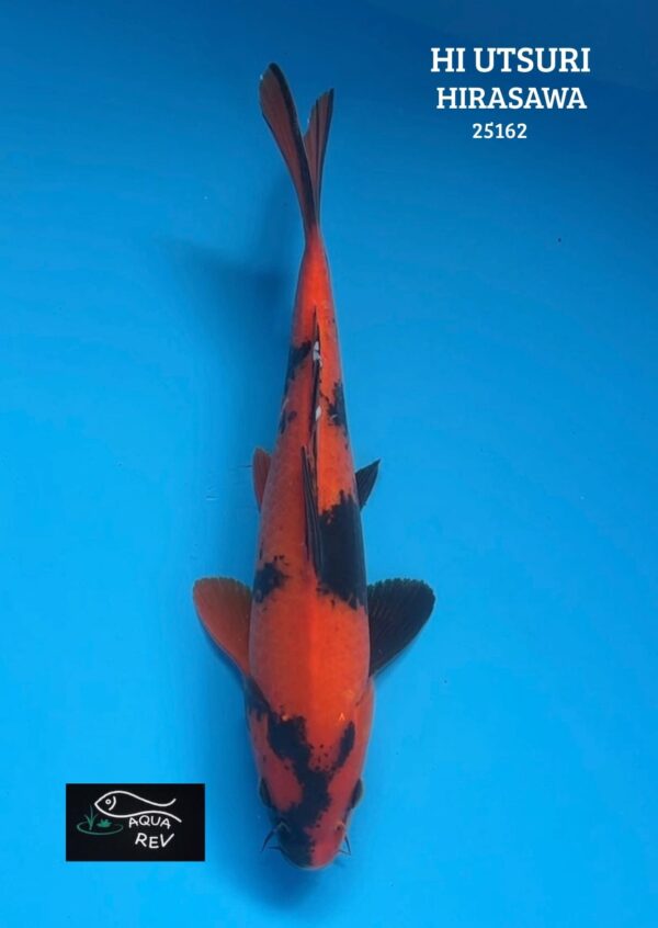 25162 Carpe Koi Hi Utsuri - Hirasawa