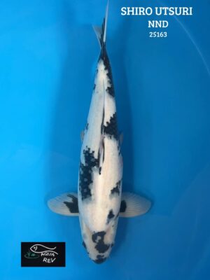 Carpe Koi Shiro Utsuri - Nnd