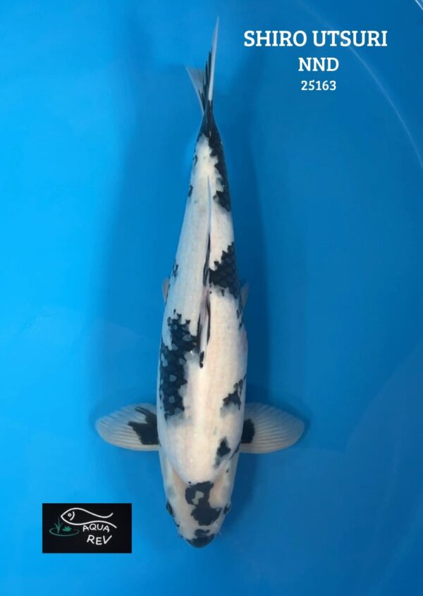 Carpe Koi Shiro Utsuri - Nnd