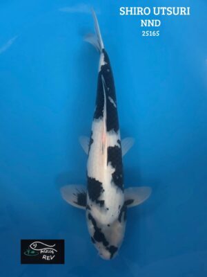 25165 Carpe Koi Shiro Utsuri - Nnd