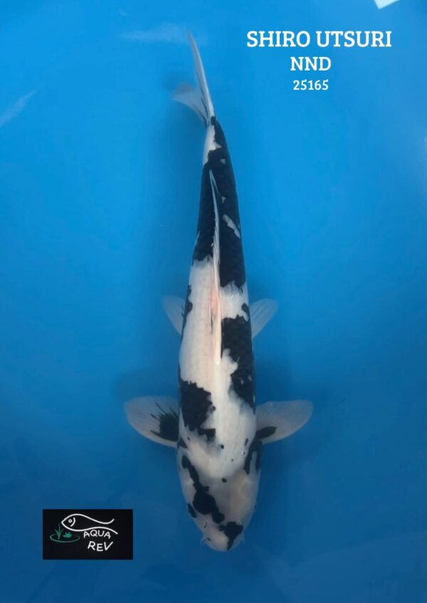 25165 Carpe Koi Shiro Utsuri - Nnd