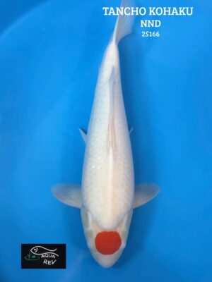 Carpe Koi Tancho Kohaku - Nnd