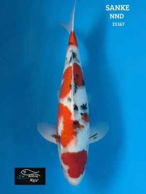 Carpe Koi Sanke - Nnd