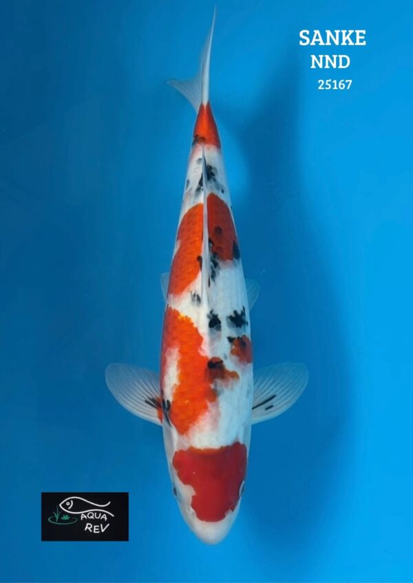25167 Carpe Koi Sanke - Nnd
