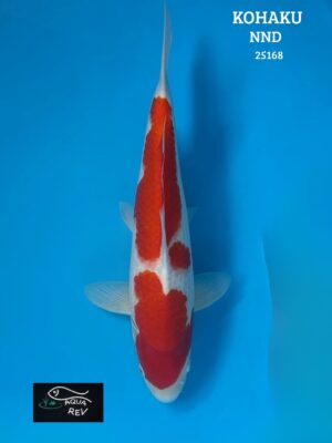 Carpe Koi Kohaku - Nnd