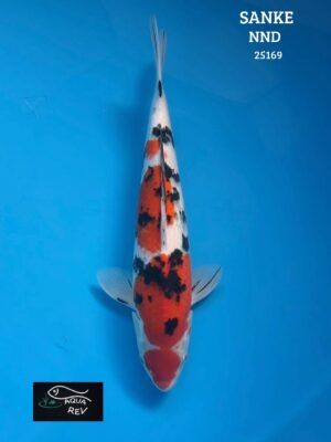 25169 Carpe Koi Sanke - Nnd