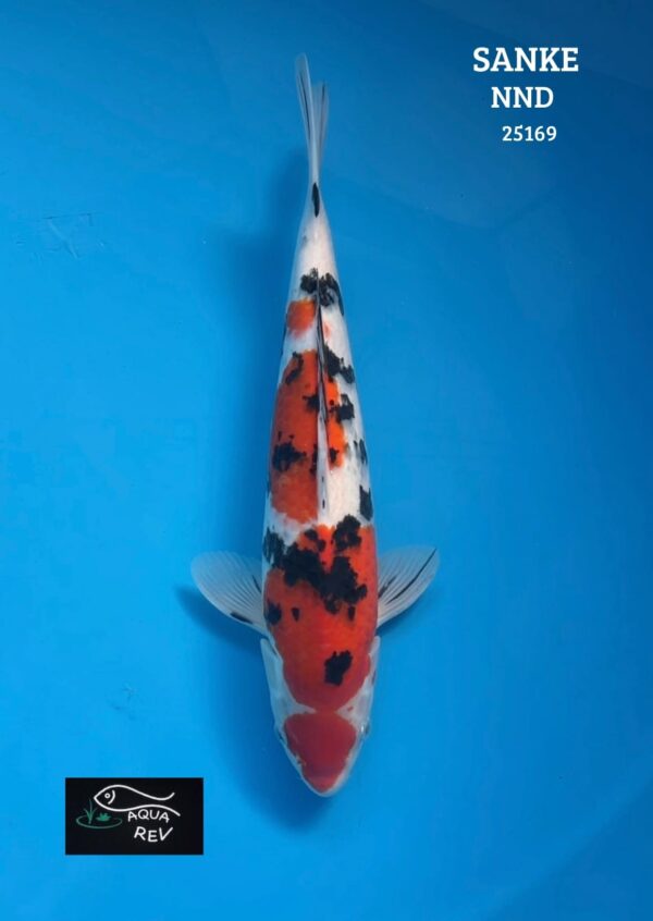 Carpe Koi Sanke - Nnd