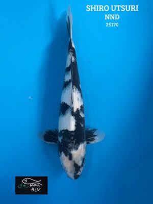 25170 Carpe Koi Shiro Utsuri - Nnd