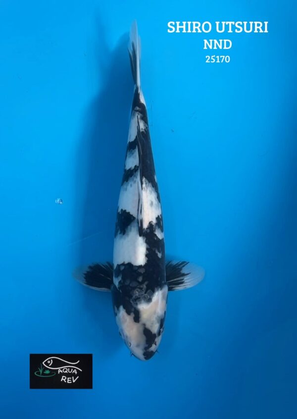 Carpe Koi Shiro Utsuri - Nnd