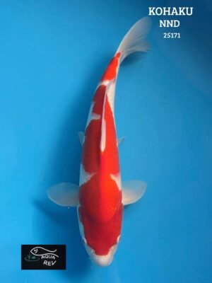 Carpe Koi Kohaku - Nnd