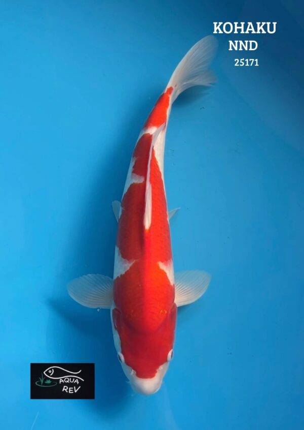 Carpe Koi Kohaku - Nnd