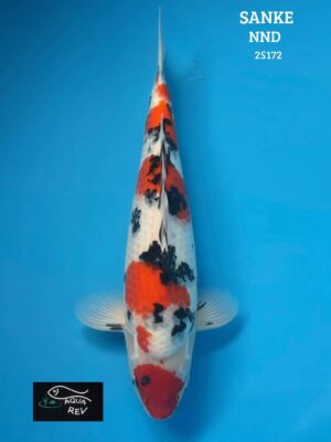 25172 Carpe Koi Sanke - Nnd