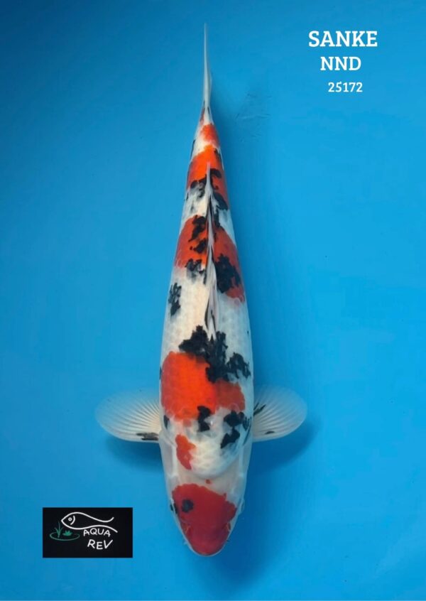 Carpe Koi Sanke - Nnd