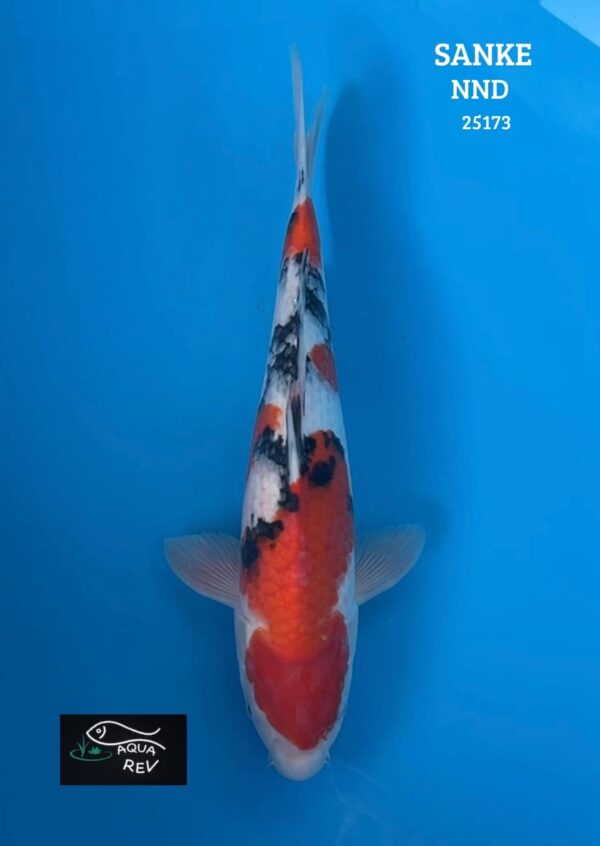 25173 Carpe Koi Sanke - Nnd