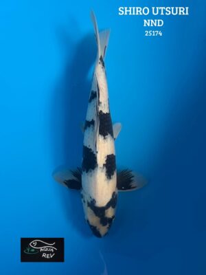 25174 Carpe Koi Shiro Utsuri - Nnd