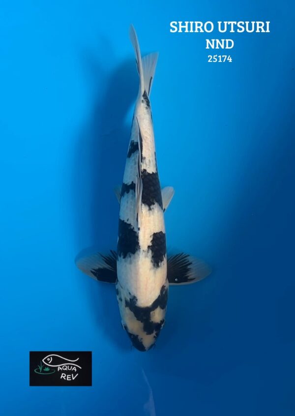 Carpe Koi Shiro Utsuri - Nnd