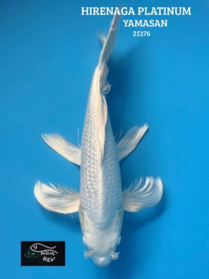 Carpe Koi Platinum Grand Voile - Yamasan