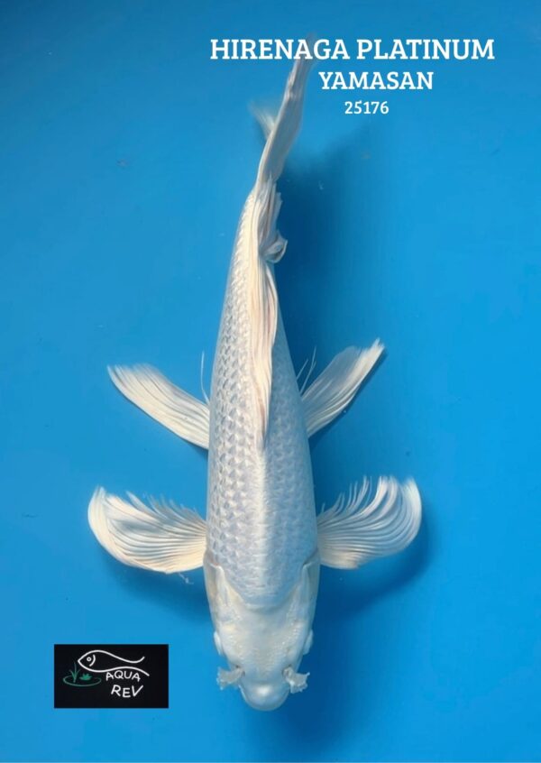 25176 Carpe Koi Platinum Grand Voile - Yamasan