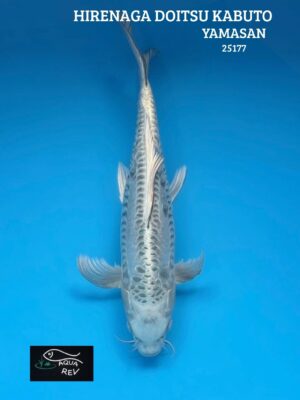 Carpe Koi Kabuto doitsu grand voile - Yamasan